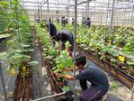 112學年度設施洋香瓜栽培9