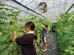 112學年度設施洋香瓜栽培7