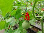112學年度設施洋香瓜栽培5