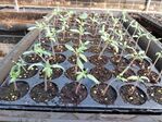 112學年度設施番茄栽培2