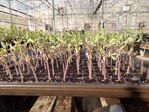 112學年度設施番茄栽培4