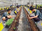 112學年度設施番茄栽培7
