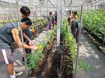 112學年度設施番茄栽培11