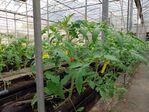 112學年度設施番茄栽培15
