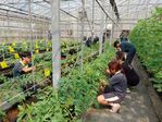 112學年度設施番茄栽培16