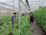 112學年度設施番茄栽培1