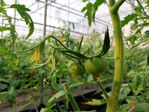 112學年度設施番茄栽培4