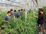 112學年度設施番茄栽培6