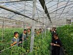 112學年度設施番茄栽培7