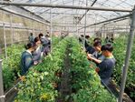 112學年度設施番茄栽培8