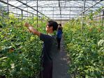 112學年度設施番茄栽培1