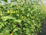 112學年度設施番茄栽培3