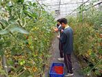 112學年度設施番茄栽培11