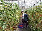112學年度設施番茄栽培12