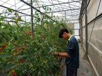 112學年度設施番茄栽培15