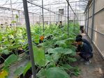112學年度設施小胡瓜栽培14