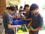 112學年度設施小胡瓜栽培10