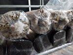 112學年度菇類栽培3