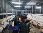 112學年度菇類栽培13