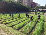 112學年度玉米栽培1