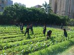 112學年度玉米栽培2