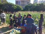 112學年度玉米栽培16