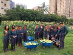 112學年度玉米栽培13