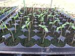 113學年度設施番茄栽培1