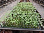 113學年度設施番茄栽培3