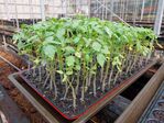 113學年度設施番茄栽培4