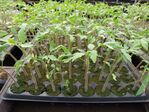 113學年度設施番茄栽培5
