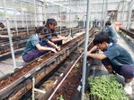 113學年度設施番茄栽培6