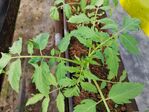 113學年度設施番茄栽培13