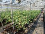 113學年度設施番茄栽培2