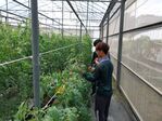 113學年度設施番茄栽培6