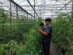 113學年度設施番茄栽培7