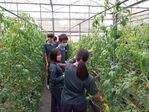 113學年度設施番茄栽培8