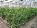 113學年度設施番茄栽培9