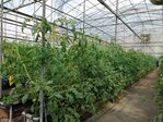 113學年度設施番茄栽培10
