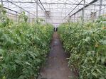 113學年度設施番茄栽培11