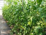 113學年度設施番茄栽培3