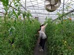 113學年度設施番茄栽培5