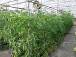113學年度設施番茄栽培6