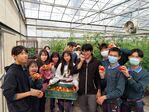 113學年度設施番茄栽培16
