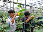 113學年度設施南瓜栽培7