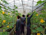 113學年度設施南瓜栽培1