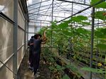 113學年度設施南瓜栽培2