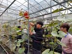 113學年度設施南瓜栽培14