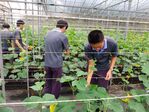 113學年度設施小胡瓜栽培15