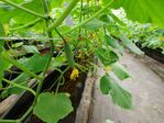 113學年度設施小胡瓜栽培8